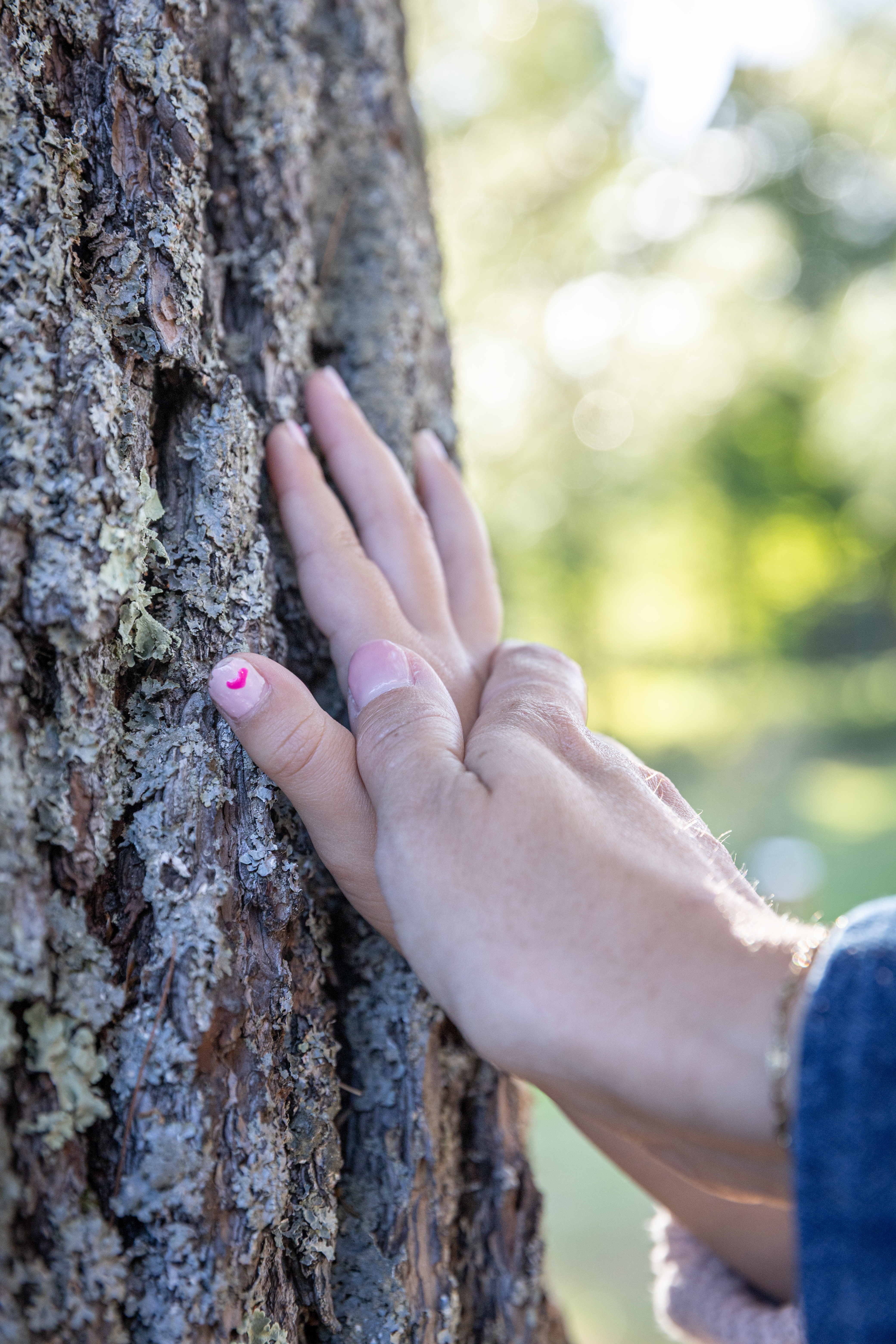 Une main posée sur l'écorce d'un arbre